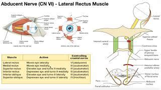 Abducens Nerve