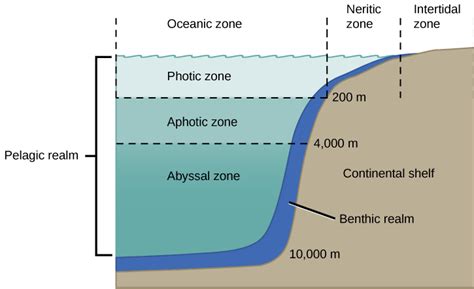 Ocean Zones Diagram | Quizlet