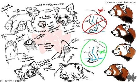 Red panda descriptive drawings | Red panda, Panda sketch, Cat anatomy