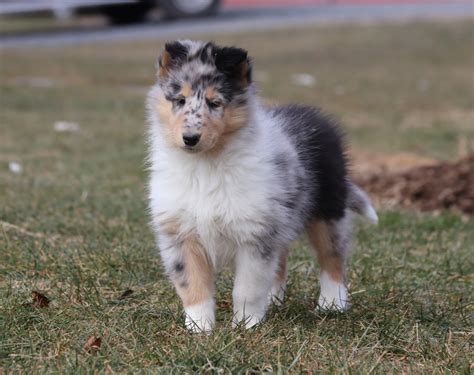 Collie Puppies For Sale | Danville, PA #289593 | Petzlover