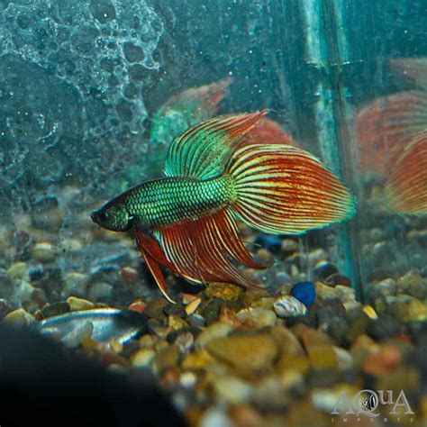 Dragonscale Betta Male (Betta splendens) – Aqua Imports – Online Store