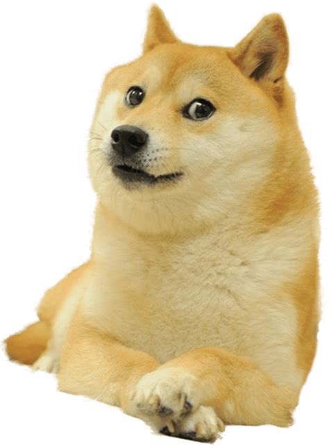 Doge Full Smiling transparent PNG - StickPNG