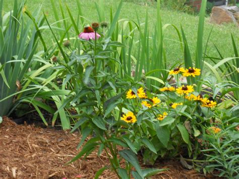 Companion planting in the Irises forum - Garden.org