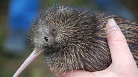 Kiwi have whiskers like cats, and other things you didn't know about ...