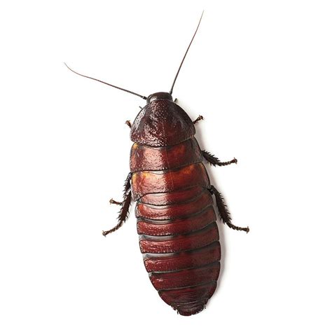 Madagascar Hissing Cockroach #2 Photograph by Science Photo Library ...