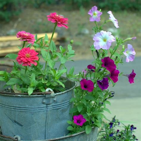 Cosmos Flower Companion Plants That Will Make Your Garden Pop - keril90sdkk