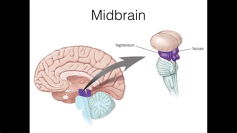 The Midbrain Flashcards | Quizlet