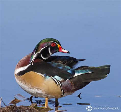 Wood Duck Colors | Flickr - Photo Sharing!