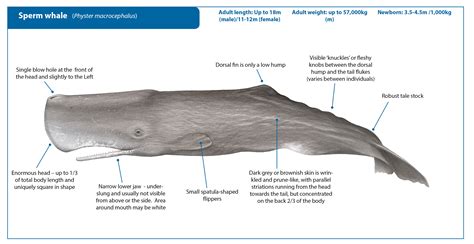 Sperm Whale | Whale Watching Handbook