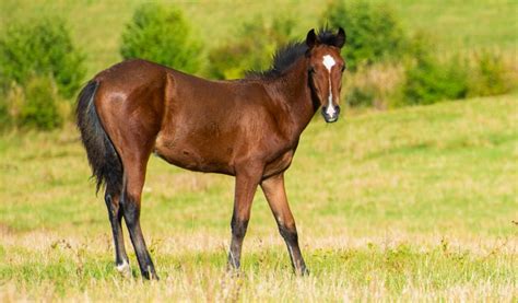 Bay Horse Color - Genetics, Shades, Breeds & Famous Bay Horses ...