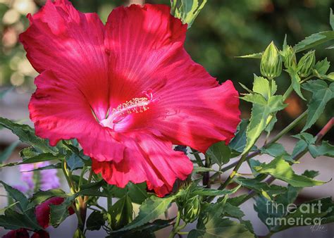 Chinese Hibiscus Flower Photograph by D Lee