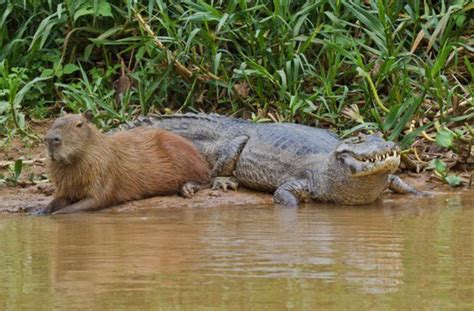 Capybaras With Other Animals – Capybara