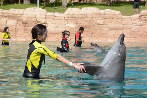 Dolphin Bay, Atlantis The Palm, Dubai | Swimming, Dolphins, Dubai tickets