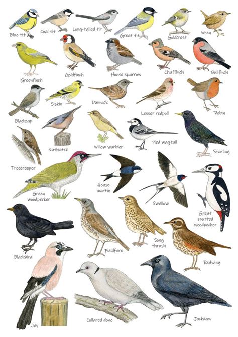 British Garden Birds Identification A4 Card Poster, Art Print