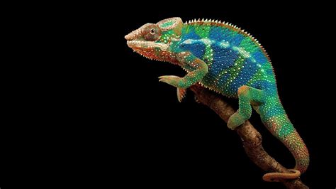 Chameleon Wallpapers - Wallpaper Cave