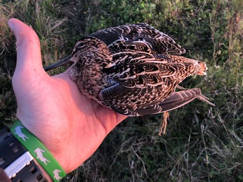 The Outpost: Central Florida Snipe Hunting — RIVER WRANGLER OUTFITTERS