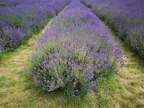 Lavender Field Purple - Free photo on Pixabay - Pixabay