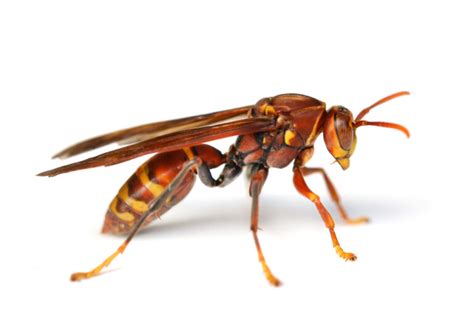 How to get rid of red wasps when you cant find the nest - Exterminator ...