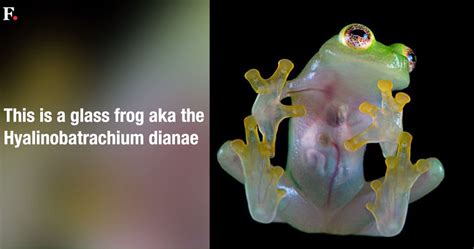 Watch: See-through glass frog species under threat of extinction-World ...