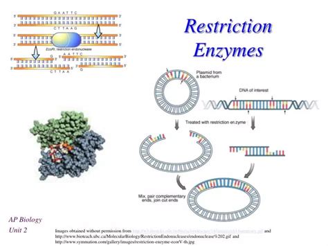 Types Of Restriction Enzymes