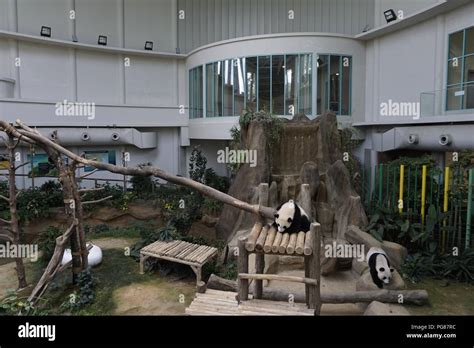 giant panda conservation centre at National zoo, Malaysia Stock Photo ...