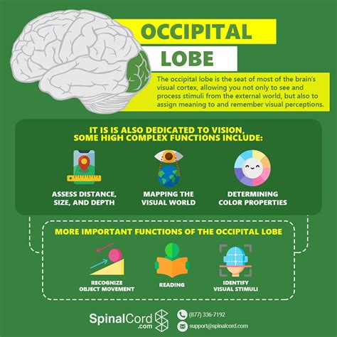 Occipital Lobe: Function, Location, and Structure