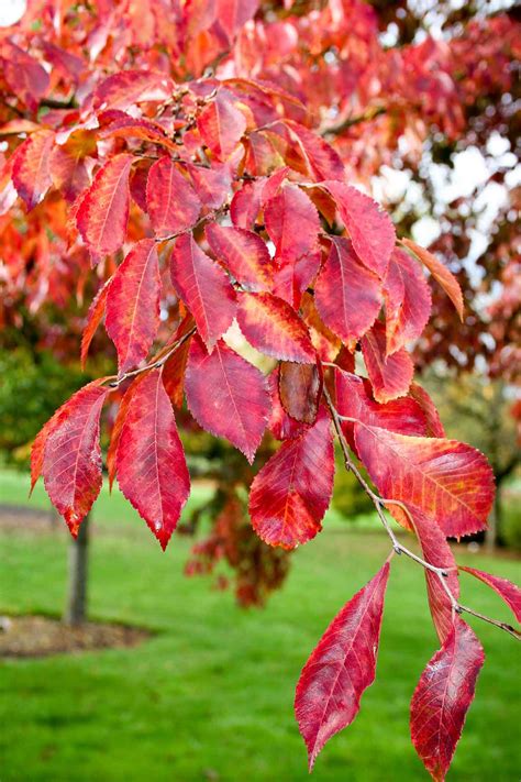 The Frontier Elm Lights Up the Whole Sky | Garden Gate Nursery