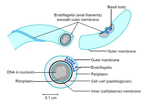 Borrelia Burgdorferi Structure