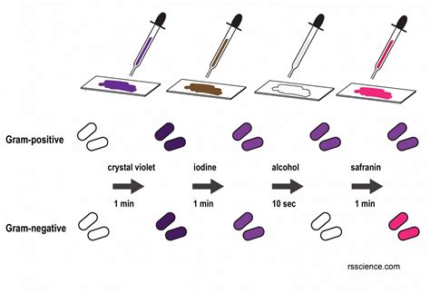 Observing Bacteria Under the Microscope - Gram Stain Steps - Rs' Science