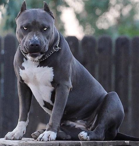 Scary Dogs Pitbull