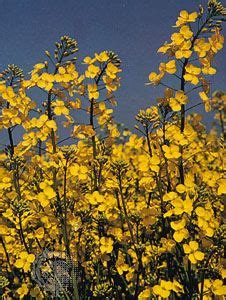 Rapeseed | Description, Plant, Canola, Oil, Uses, & Facts | Britannica