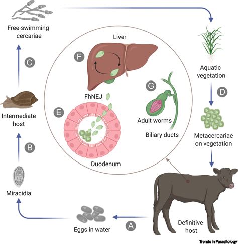 Fasciola Hepatica In Liver