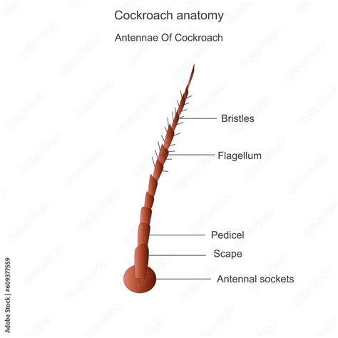 Cockroach anatomy, antennae parts. Biological illustration. Labelled ...