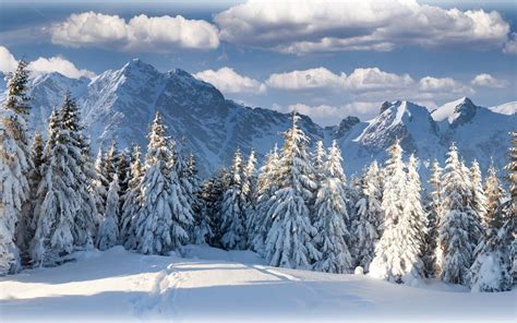 Mountain Winter Forest in Switzerland Earth Winter Forest Mountain ...