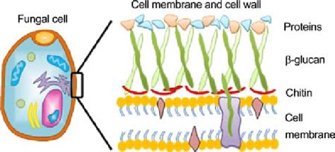 Fungal Cell Diagram