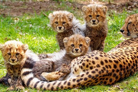 Baby cheetah cubs are usually born in litters of 3 to 5. They nurse for ...