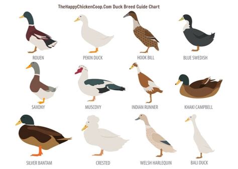 The Ultimate Duck Breed Guide - The Happy Chicken Coop