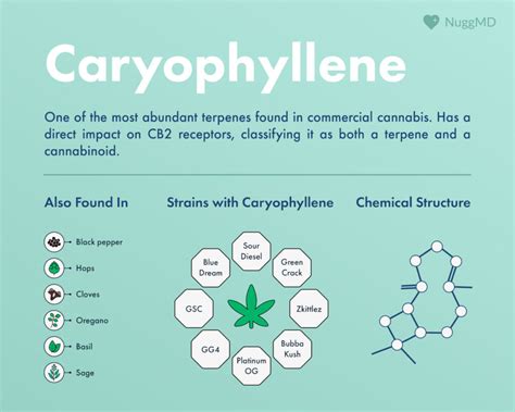 What Is Caryophyllene? (Benefits, Effects, Strains) | NuggMD