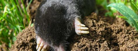 #1 Mole Control & Vole Pest Control | Senske Services