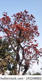 1,202 Palas Tree Flower Images, Stock Photos & Vectors | Shutterstock