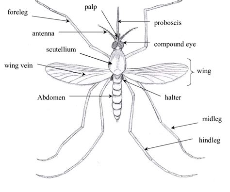 Dorsal view of the general external anatomical features of an adult ...