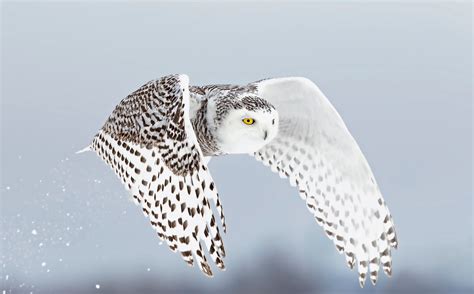 Snowy Owl Flying