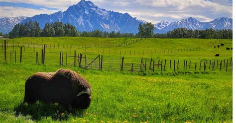 The Musk Ox Farm: Magnificent Mammals, Fantastic Fiber | Handwoven