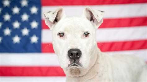 20 super cool dog breeds from the United States