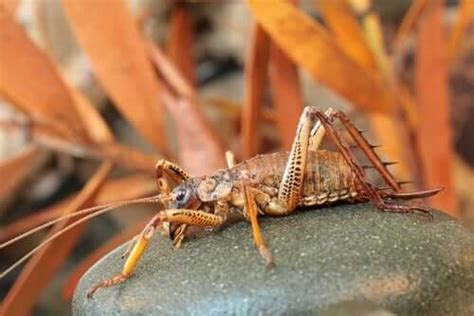 The Weta: One of the Largest Insects in the World - My Animals