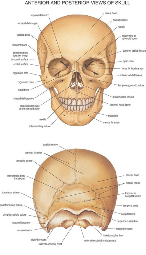 Pin on Human bones