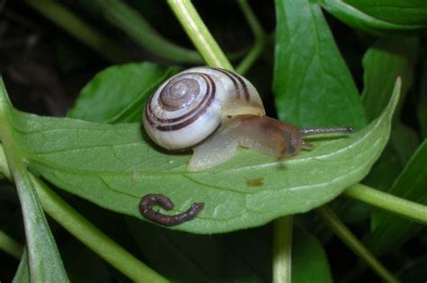 Snails Poop & Digestive System Explained