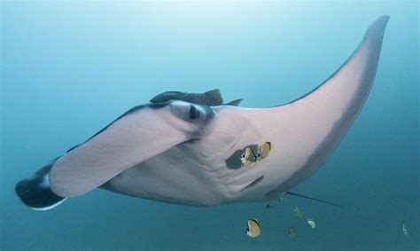 Largest known manta ray population is thriving off the coast of Ecuador ...