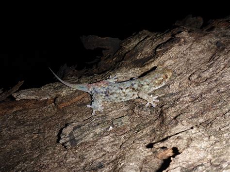 Newly discovered gecko has a quick-release mechanism for escaping ...