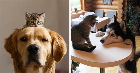 10+ Of The Times When Cats And Dogs Proved That They Can Be Best Friends